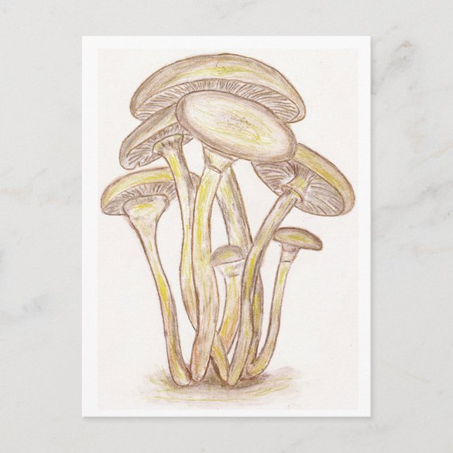 Pilze Postkarte (Vorderseite)