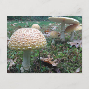 Pilze Postkarte