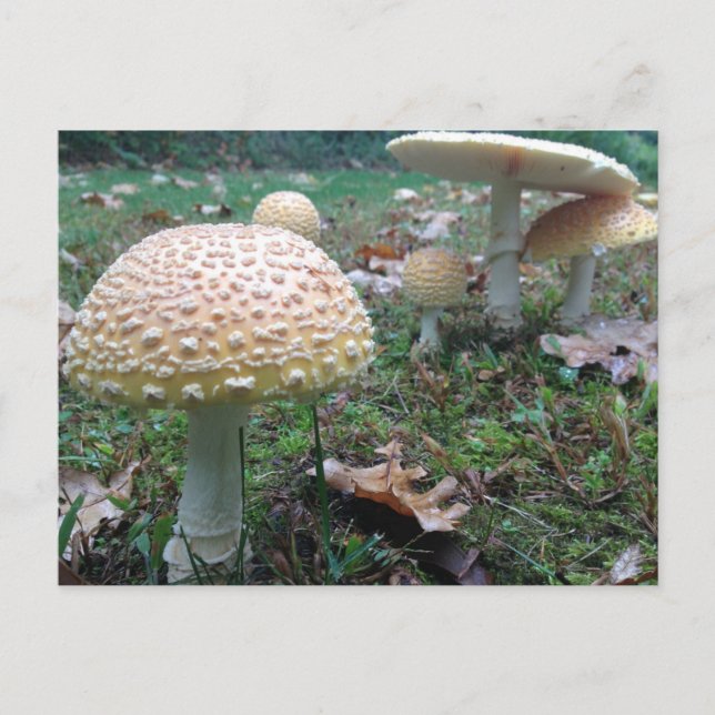 Pilze Postkarte (Vorderseite)
