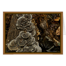 Pilze: Schönheit in der Natur