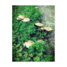 Pilze und Cloud