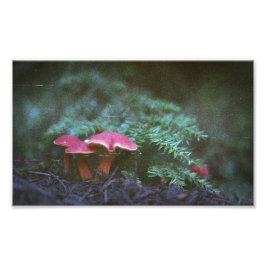 Pilze und Hemlock (Druck) Fotodruck
