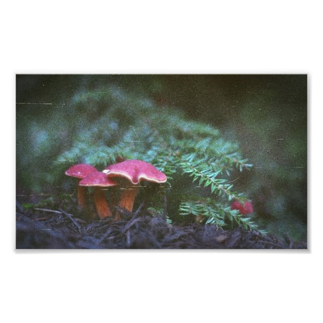 Pilze und Hemlock (Druck) Fotodruck (Vorne)