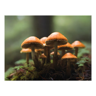 Pilze wachsen im Wald Fotodruck