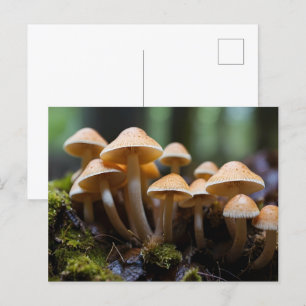 Pilze wachsen im Wald Postkarte