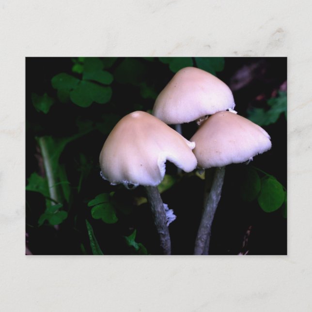 Pilzensammlung Naturfotografie Postkarte (Vorderseite)