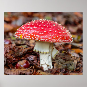 Pilzfliegen Agaris oder Fly Amanita Muscaria Poster