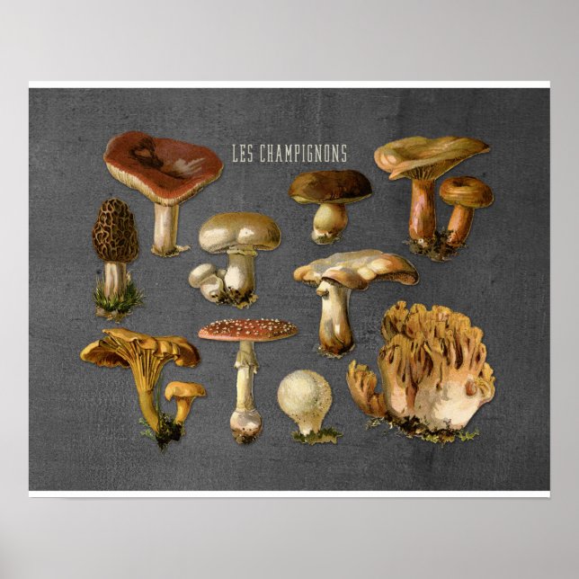 Pilzkunst, Botanisches Pilzmotiv, Küchendekor Poster (Vorne)