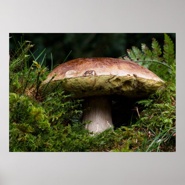 Pilzpilz Poster (Vorne)