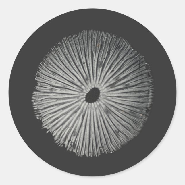 Pilzspinne Runder Aufkleber (Vorderseite)