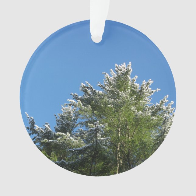 pin Neige-incliné sur le ciel bleu (devant)
