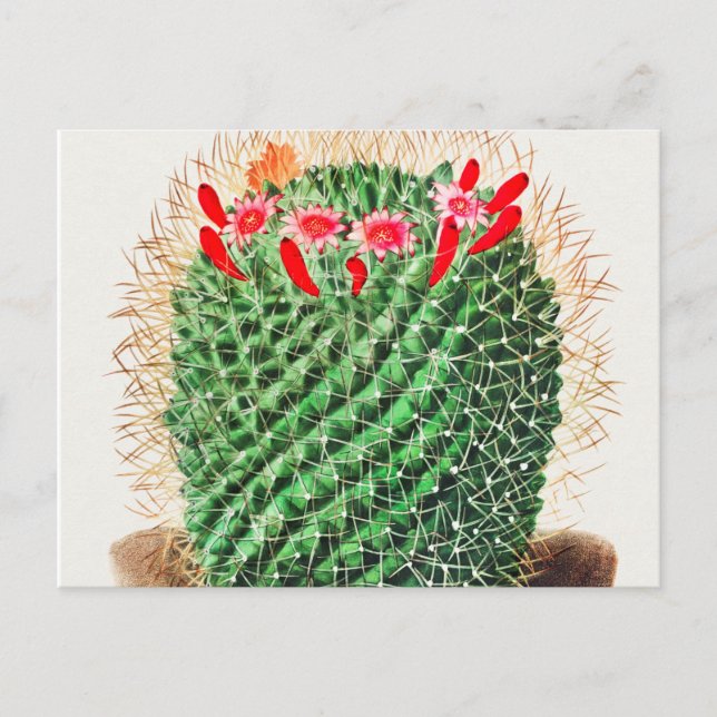 Pincushion Cactus Vintag illustriert Postkarte (Vorderseite)