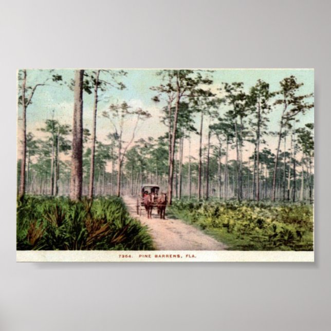 Pine Barrens von Florida Poster (Vorne)