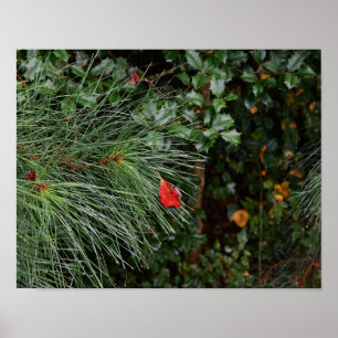 Pine-Blätter und Holly-Poster Poster