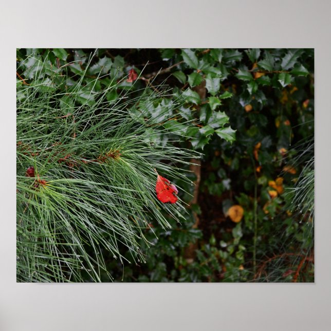 Pine-Blätter und Holly-Poster Poster (Vorne)