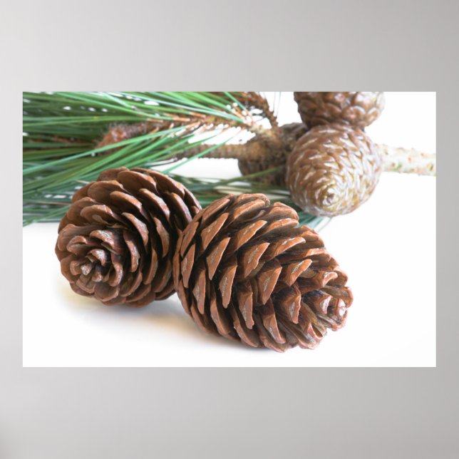 Pine branch and cones poster (Vorne)