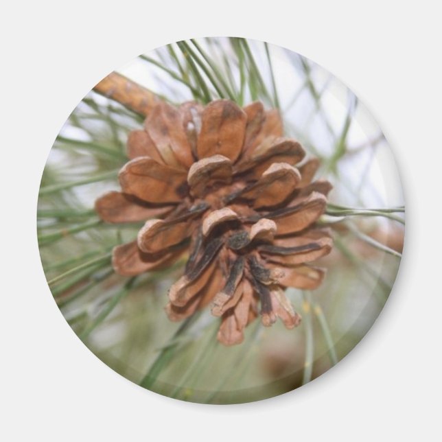 Pine Cone Magnet (Vorne)