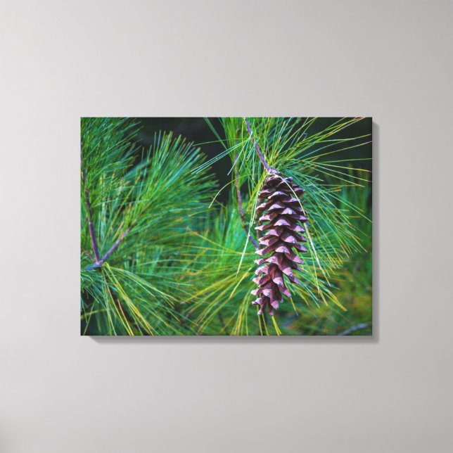 Pine Cone Portrait Leinwanddruck (Vorderseite)