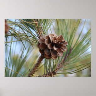 Pine Cone Poster