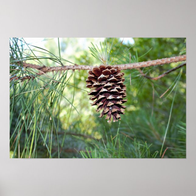 Pine Cone Poster (Vorne)