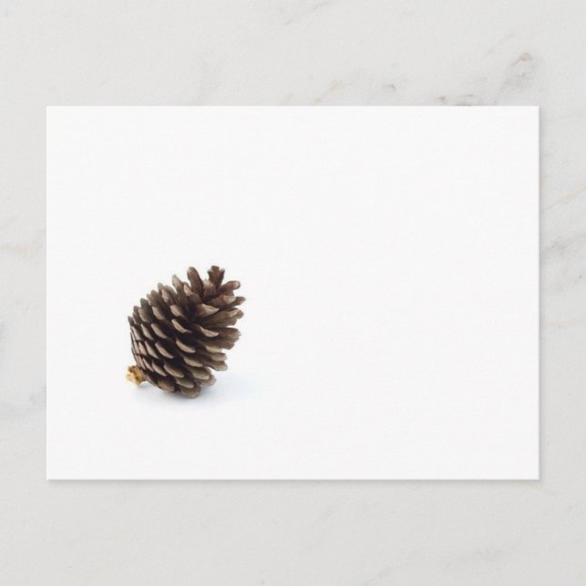 Pine Cone Postkarte (Vorderseite)