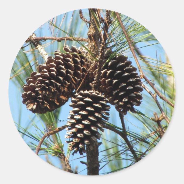 Pine Cone Stickers (Vorderseite)
