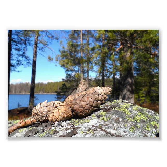 Pine Cones Fotodruck (Vorne)