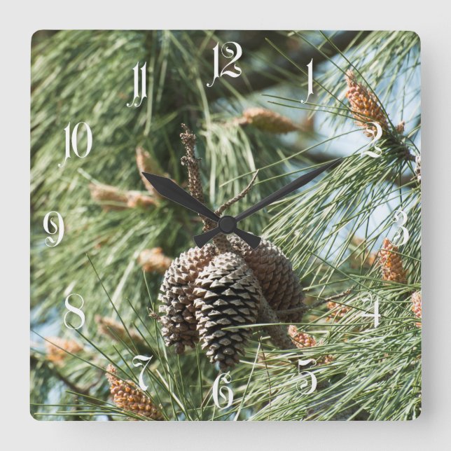 Pine cones on a tree quadratische wanduhr (Vorderseite)
