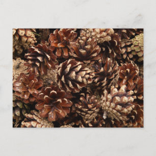 Pine Cones Postcard Postkarte