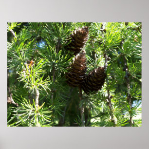 Pine Cones Poster
