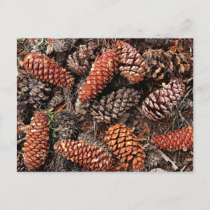 Pine Cones Postkarte