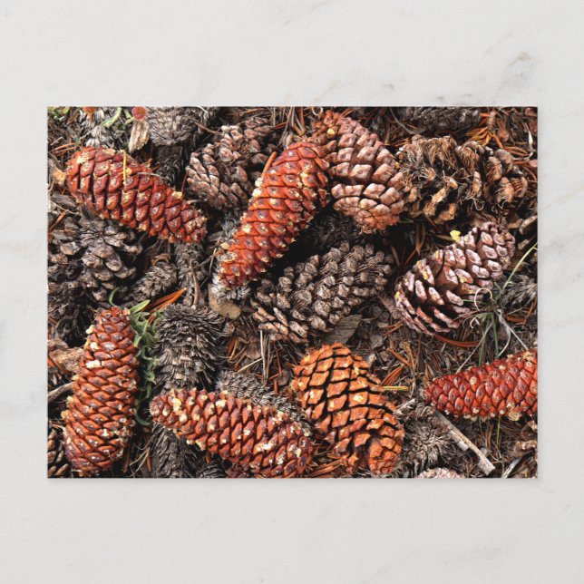 Pine Cones Postkarte (Vorderseite)