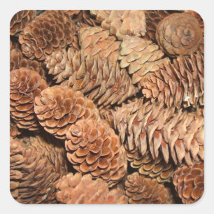 Pine Cones Quadratischer Aufkleber