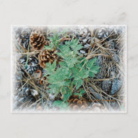 Pine Cons und Fern Postcard
