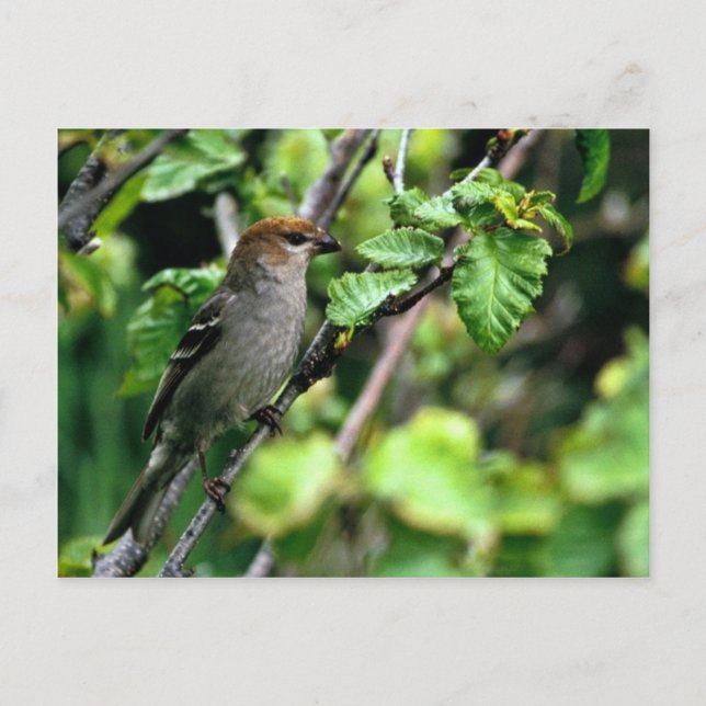 Pine Grosbeak Postkarte (Vorderseite)