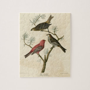 Pine Grosbeak von Audubons Vögeln von Amerika