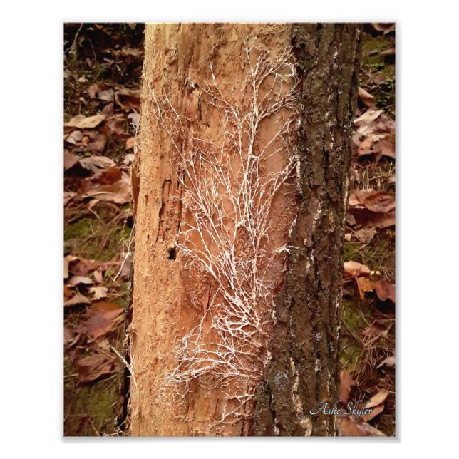 Pine Lace Fotodruck (Vorne)