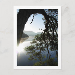 Pine Leaning: Friar's Crag, Derwentwater Postcard Postkarte