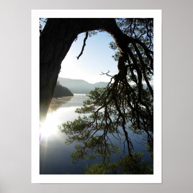 Pine leaning: Friar's Crag, Derwentwater Poster (Vorne)