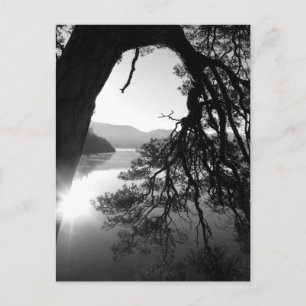 Pine leaning: Friar's Crag, Derwentwater Postkarte