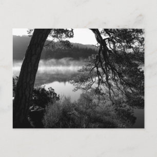Pine Leaning im Derwentwater Postkarte