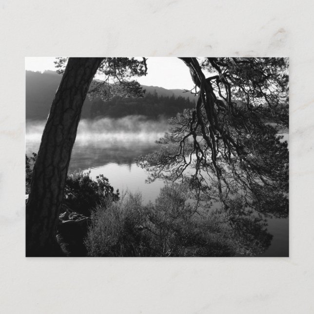 Pine Leaning im Derwentwater Postkarte (Vorderseite)