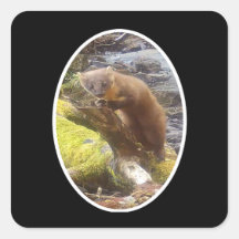Pine Marten auf Log