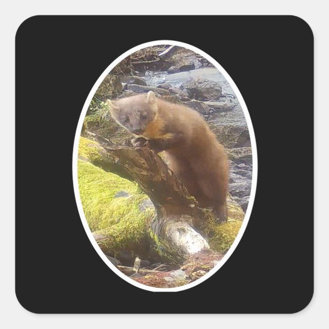 Pine Marten auf Log Quadratischer Aufkleber (Vorderseite)