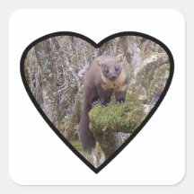Pine Marten auf Log