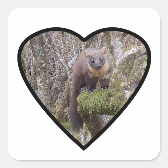Pine Marten auf Log Quadratischer Aufkleber (Vorderseite)