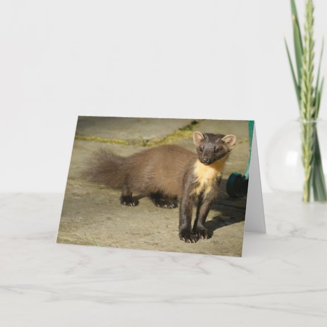Pine marten Faltkarte Karte (Vorderseite)
