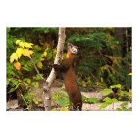 Pine Marten Morning