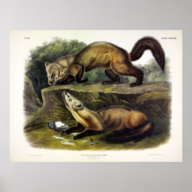 Pine Marten (Mustela Martes) Poster (Vorne)