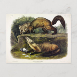 Pine Marten (Mustela Martes) Postkarte